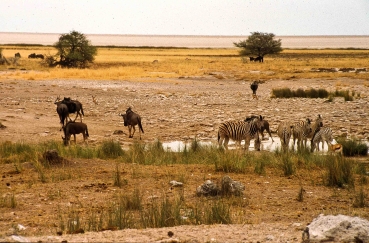 Wildlife im Etosha Nationalpark, Namibia